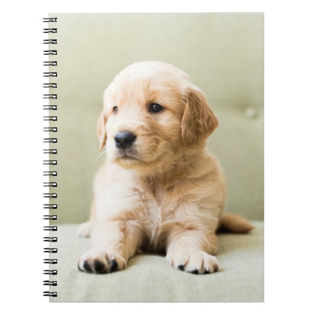 Carnet Animaux de bébés cutest | Golden Retriever Puppy (Devant)