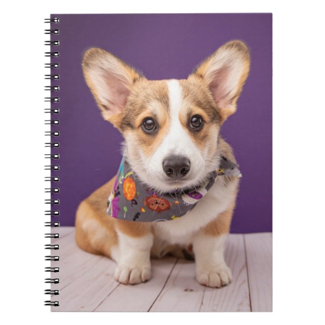 Carnet Animaux de bébés cutest | Halloween Corgi (Devant)
