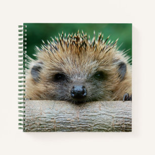 Carnet Animaux de bébés cutest   Hedgehog Smile