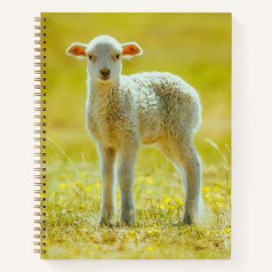 Carnet Animaux de bébés cutest   Jeune mouton