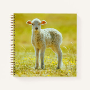 Carnet Animaux de bébés cutest   Jeune mouton