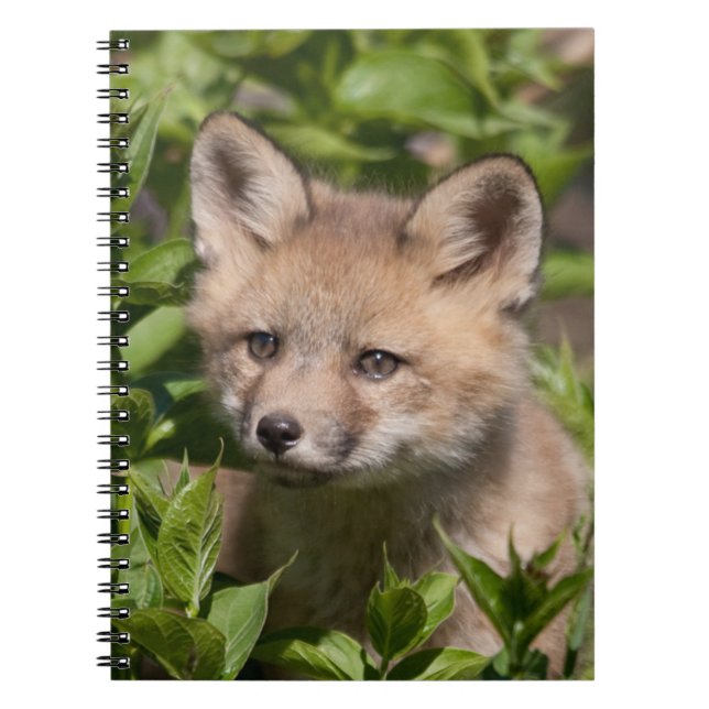 Carnet Animaux de bébés cutest | Kit Fox (Devant)