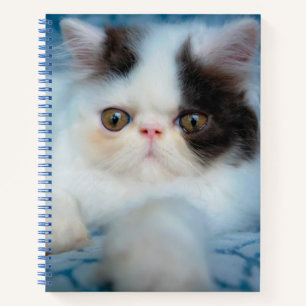 Carnet Animaux de bébés cutest Kitten noir et blanc