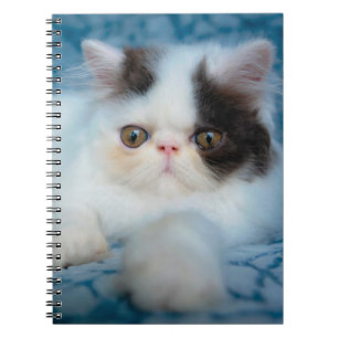 Carnet Animaux de bébés cutest Kitten noir et blanc