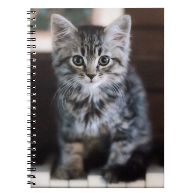 Carnet Animaux de bébés cutest | Kitten sur Touches de pi (Devant)