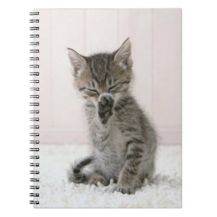 Carnet Animaux de bébés cutest Licking Tabby Kitten
