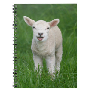 Carnet Animaux de bébés cutest   Lil Lamb