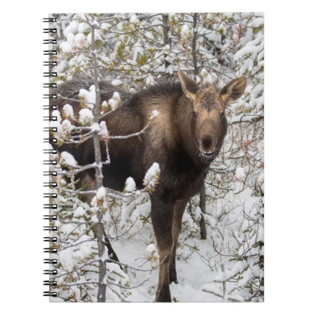 Carnet Animaux de bébés cutest | Moose Calf (Devant)