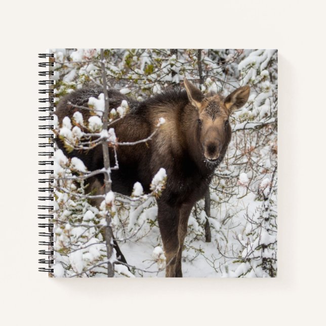 Carnet Animaux de bébés cutest | Moose Calf (Devant)