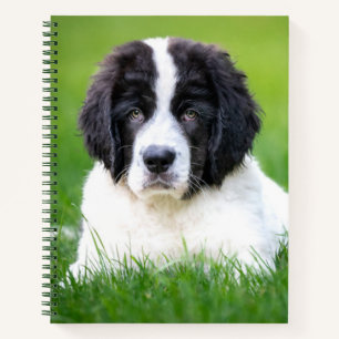Carnet Animaux de bébés cutest   Newfoundland Puppy