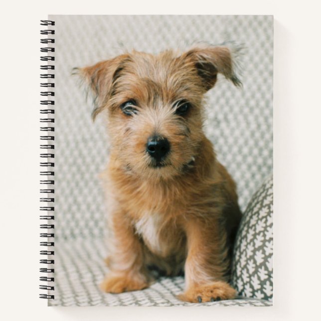 Carnet Animaux de bébés cutest | Norfolk Terrier Puppy (Devant)