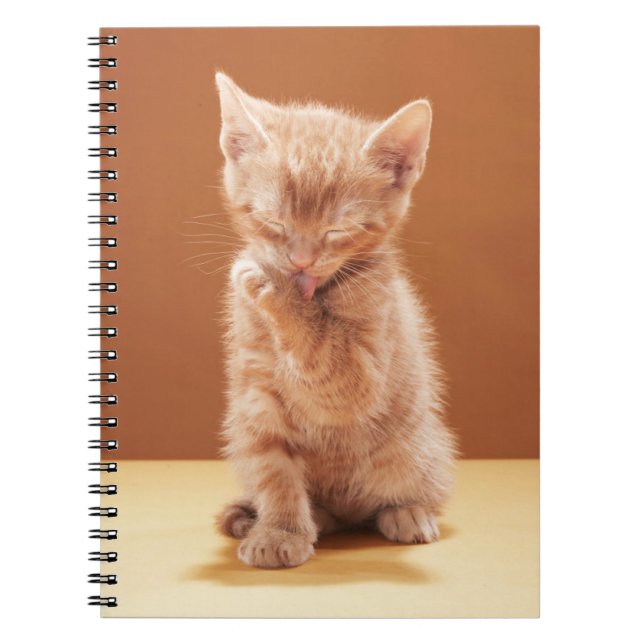 Carnet Animaux de bébés cutest | Orange Tabby Kitten (Devant)