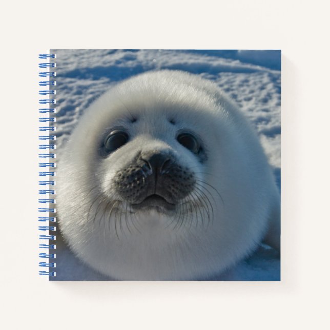 Carnet Animaux de bébés cutest | Phoque bébé (Devant)