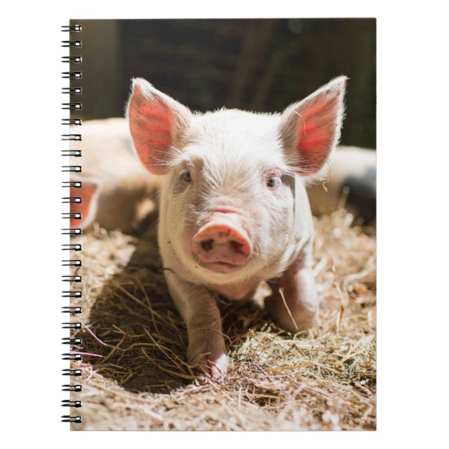 Carnet Animaux de bébés cutest | Piglet bébé mignon (Devant)