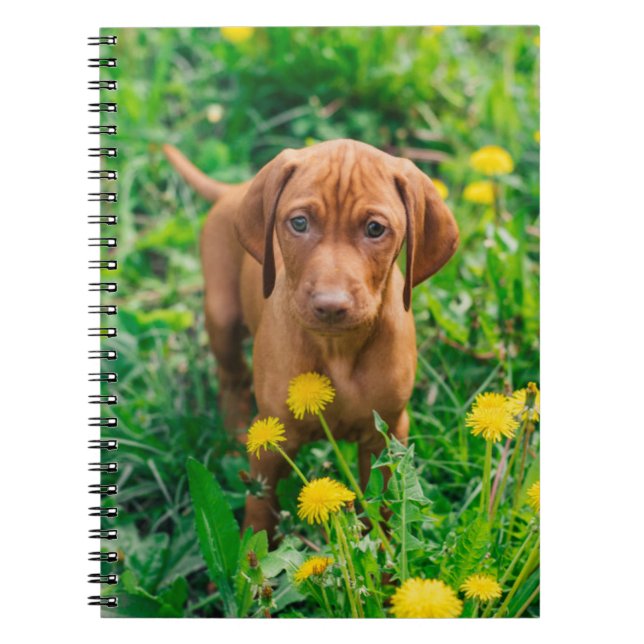 Carnet Animaux de bébés cutest | Pointeur (Devant)