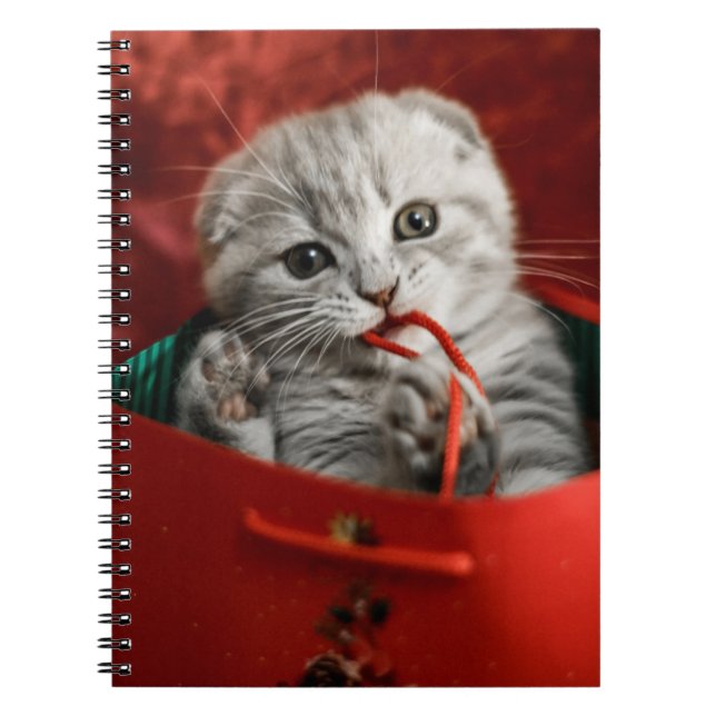 Carnet Animaux de bébés cutest | Scottish Fold Kitten (Devant)