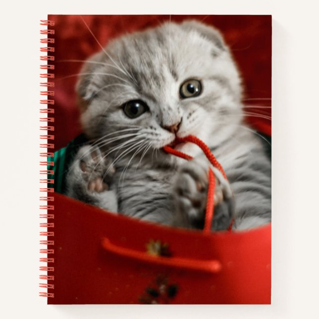 Carnet Animaux de bébés cutest | Scottish Fold Kitten (Devant)