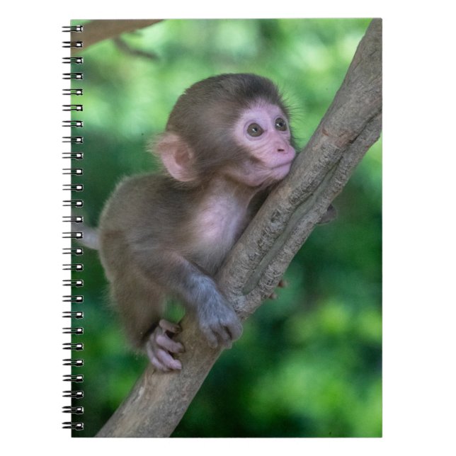 Carnet Animaux de bébés cutest | Singe bébé (Devant)