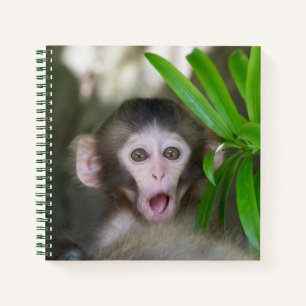 Carnet Animaux de bébés cutest Singe des neiges surpris