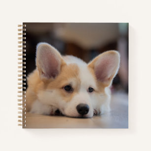 Carnet Animaux de bébés cutest Sleepy Corgi Puppy