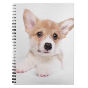 Carnet Animaux de bébés cutest   Sweet Baby Corgi