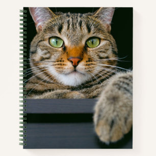 Carnet Animaux de bébés cutest Tête de chat gris Tabby