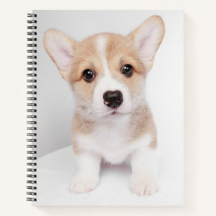 Carnet Animaux de bébés cutest   Tiny Corgi