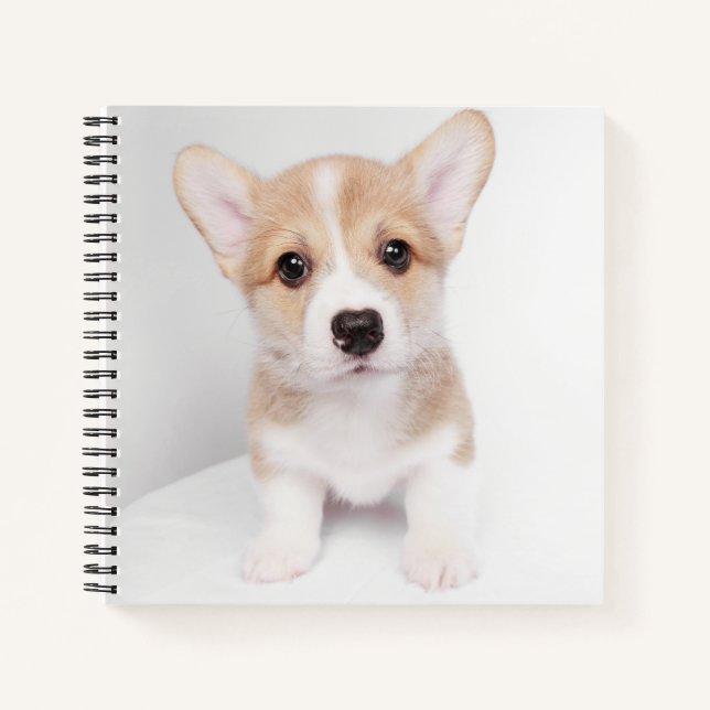 Carnet Animaux de bébés cutest | Tiny Corgi (Devant)
