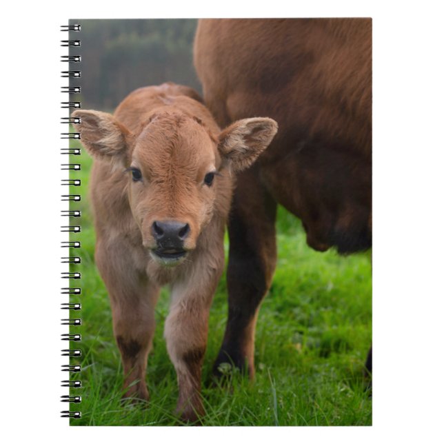 Carnet Animaux de bébés cutest | Vache et veau (Devant)