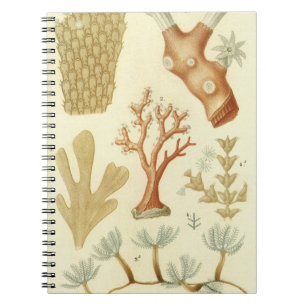 Carnet Animaux de corail vintage, Science Textbook Biolog