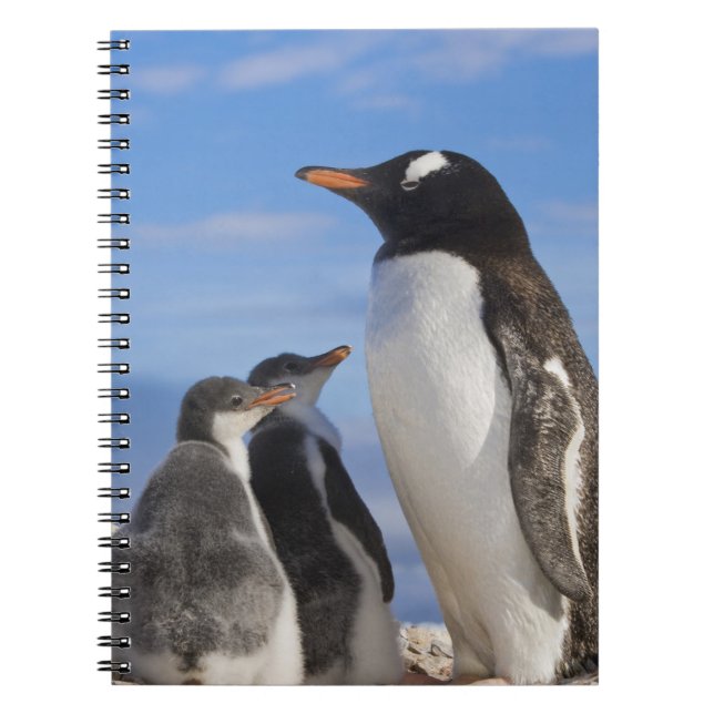 Carnet Antarctique, Anse Neko (Port). Manchot papou 2 (Devant)