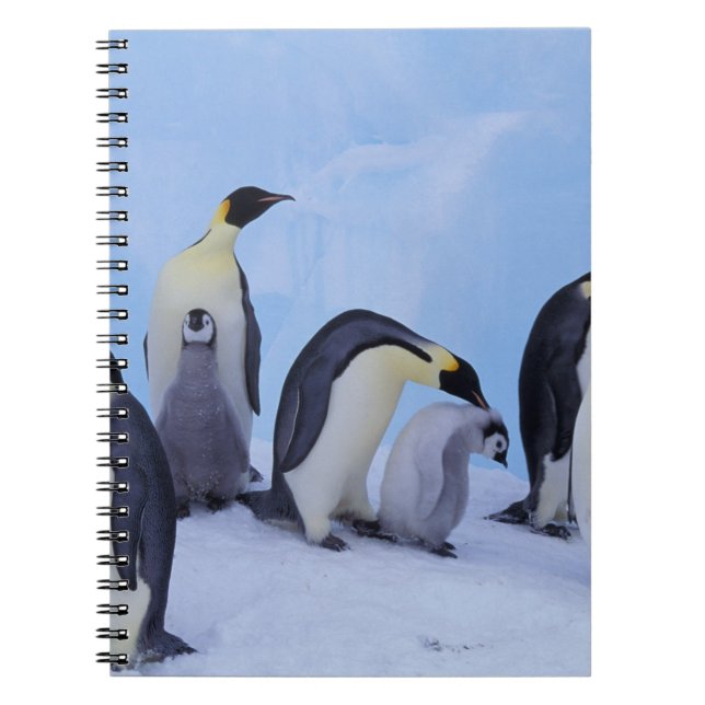 Carnet Antarctique, Manchots empereurs (Devant)