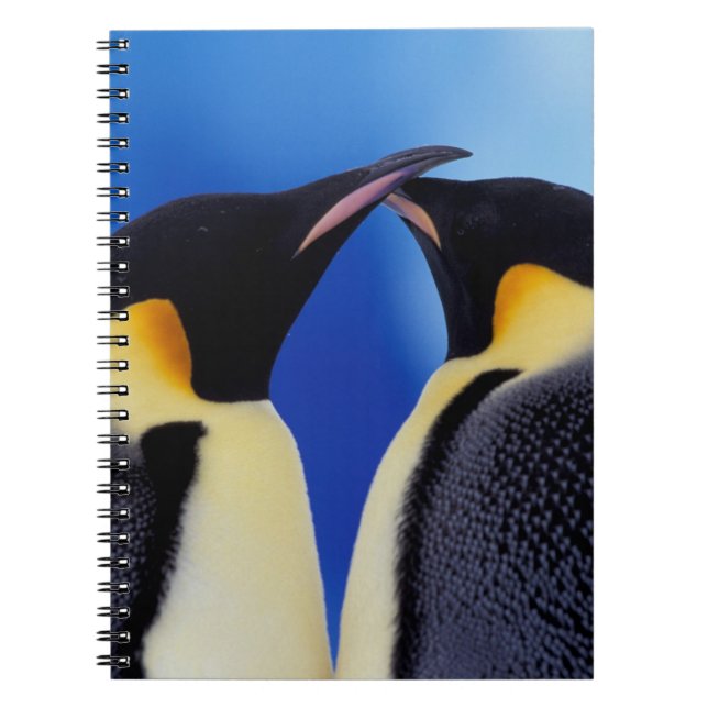 Carnet Antarctique, Manchots empereurs (Devant)