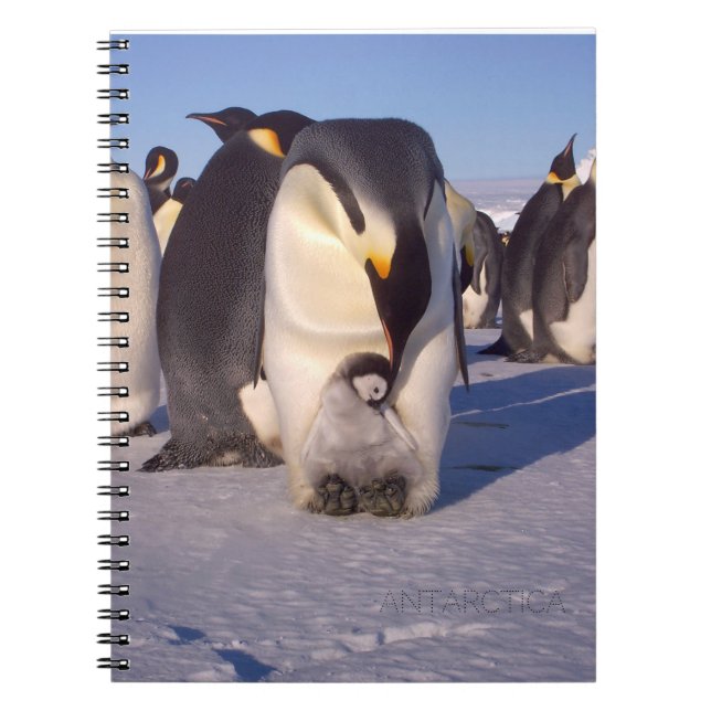 Carnet Antarctique Mère pingouin caresses bébé (Devant)