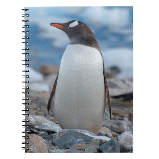 Carnet Antarctique. Port Neko. Manchot papou (Devant)
