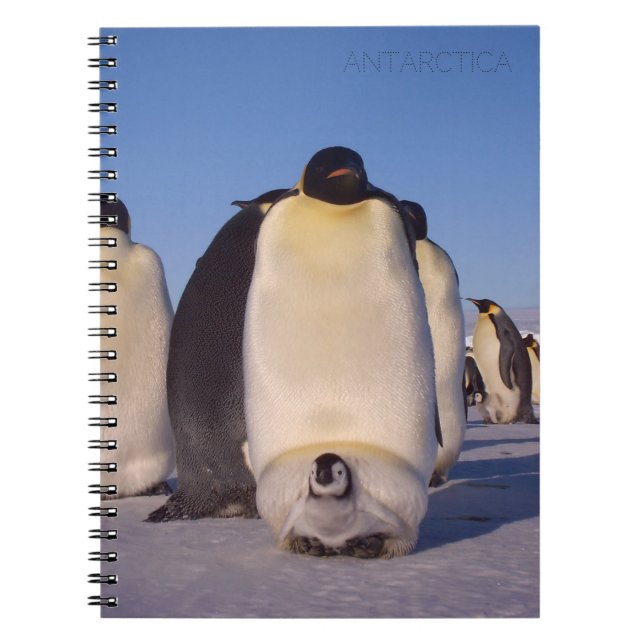 Carnet Antarctique, troupeau de pingouins photo (Devant)