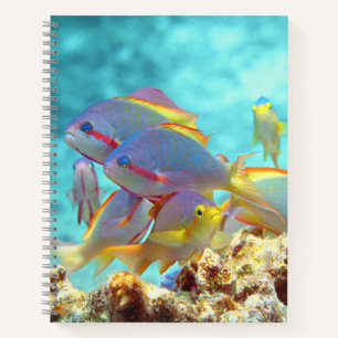 Carnet Anthias - École colorée de poissons à la barrière
