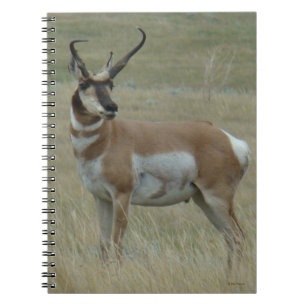 Carnet Antilope d'Amérique A37 Cornes Torses