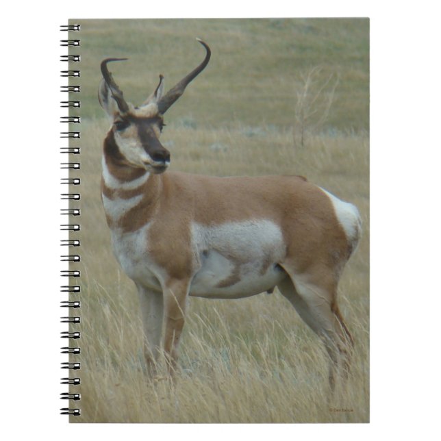 Carnet Antilope d'Amérique A37 Cornes Torses (Devant)