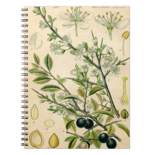 Carnet Antique Blackthorn Botanique Imprimé Fleur Berry