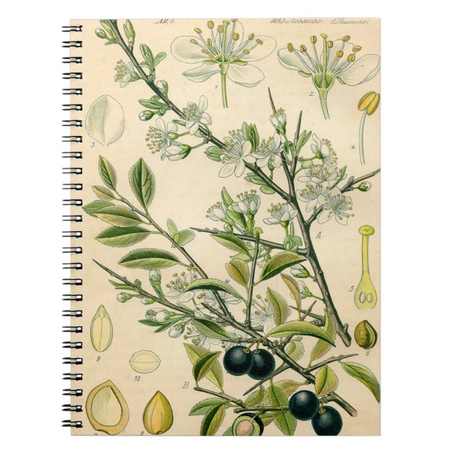 Carnet Antique Blackthorn Botanique Imprimé Fleur Berry (Devant)