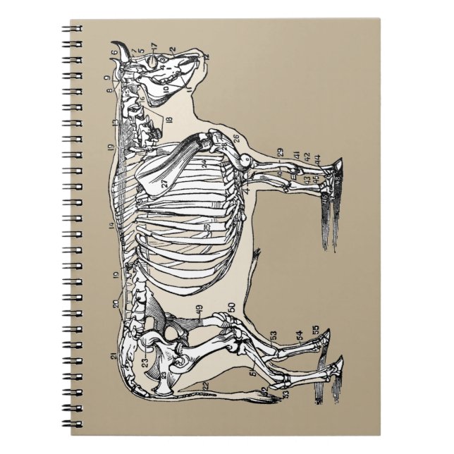 Carnet Antique Cow Skeleton Bones (Devant)