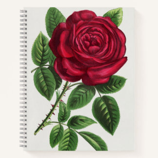 Carnet Antique Rose Lithograph, François-Frédéric Grobon