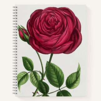Carnet Antique Rose Lithograph, François-Frédéric Grobon