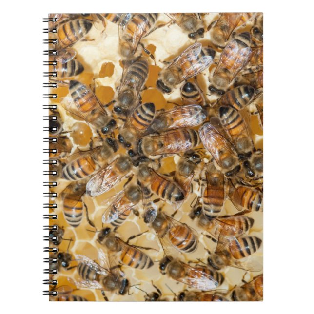 Carnet Apiculture à Arlo's Honey Farm (Devant)