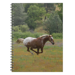 Carnet Appaloosa Horse