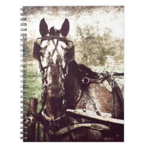 Carnet Appaloosa Horse