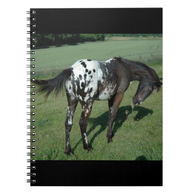 Carnet Appaloosa Horse (Devant)