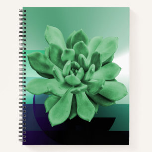 Carnet Apus Echeveria Succulent Vert Gros plan Photo