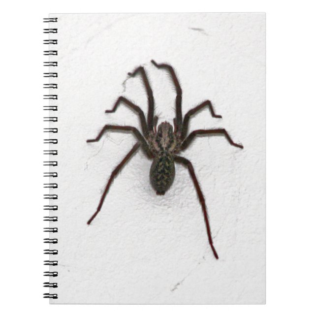 Carnet Araignée déplaisante (Devant)